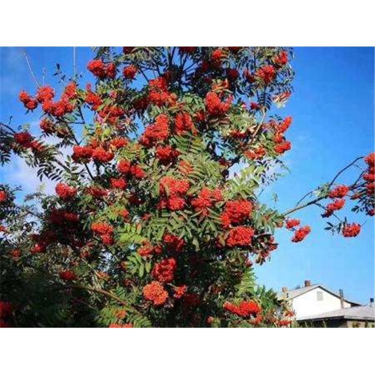 园林绿化树苗百花花楸 苗木报价 _绿化花楸树苗苗木生产基地咨询