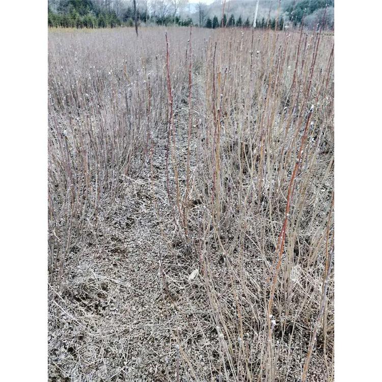基地出售 百花花楸价格  _百花花楸小苗 苗圃苗木价格