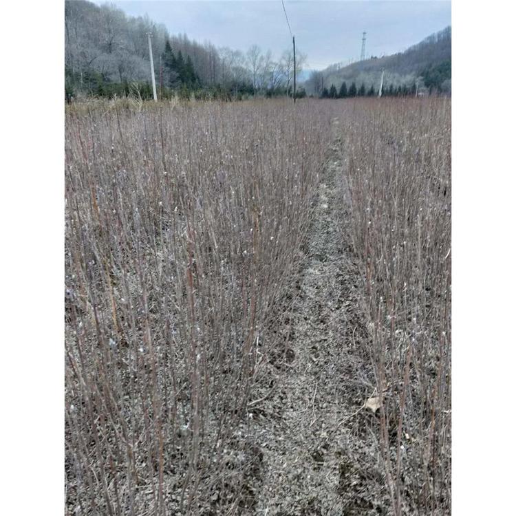 开春热卖 百花花楸 苗木栽培 _百花花楸1年苗生产基地