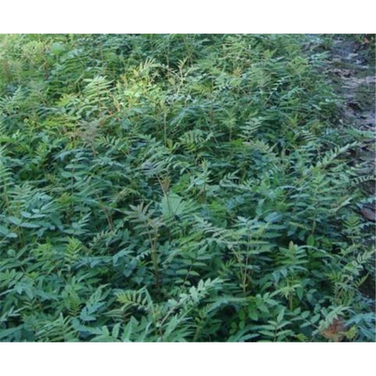 火爆销售百花花楸苗木价格  _百花花楸1年苗苗木大全