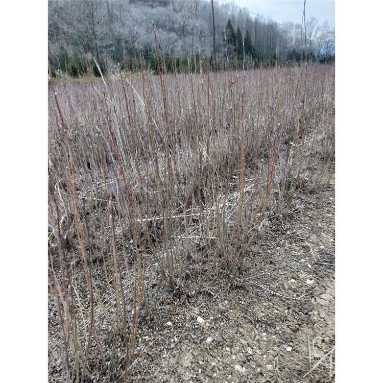 绿化苗木小苗百花花楸苗木生产基地报价  _百花花楸小苗 苗木报价