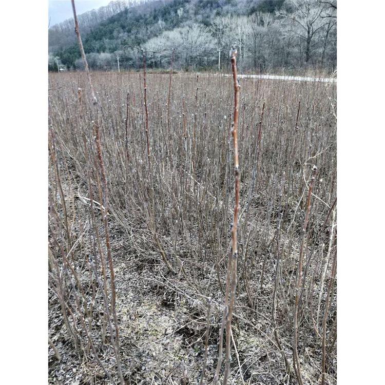 苗木健壮百花花楸苗圃咨询  _百华花楸苗木咨询