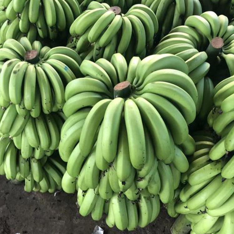 澳洲香蕉粉批发零售 烘焙粉价格优惠