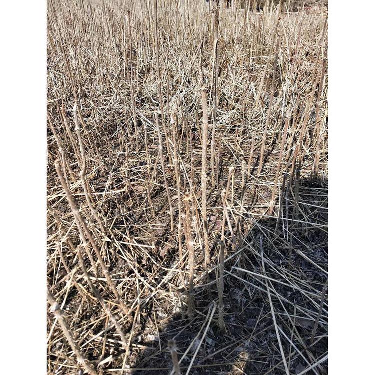 苗圃直销刺嫩芽苗木生产基地 _刺老芽苗价格