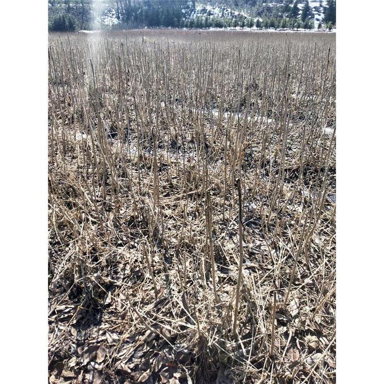 特价刺嫩芽产地 _乌龙头苗木基地直销