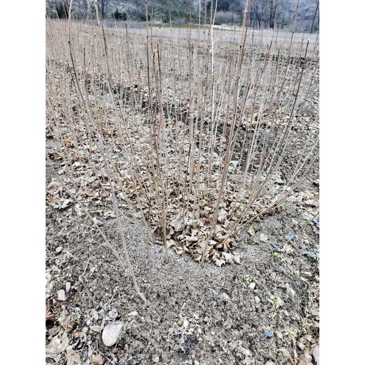 品种优良五角枫价格 五角枫一年苗苗圃