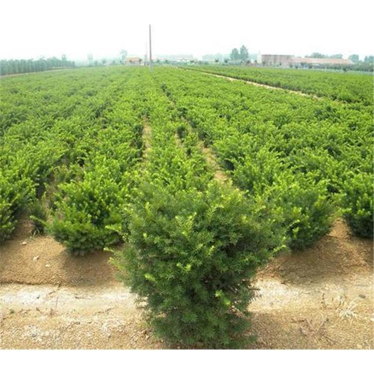 基地直销红豆杉苗苗木基地价格 _红豆杉三年苗苗圃种苗