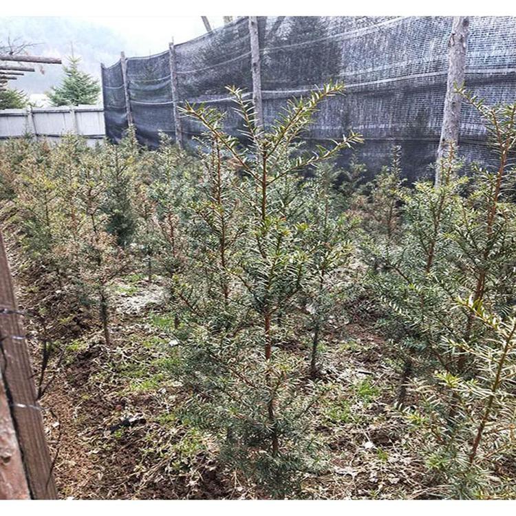 出售红豆杉苗苗木报价 _观音杉苗苗木价格