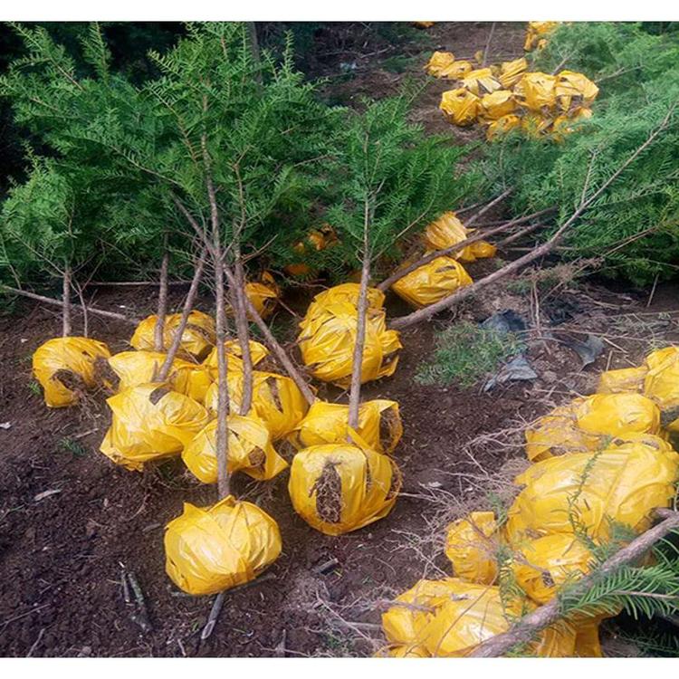 优良红豆杉苗苗圃 _红豆杉2年小苗产地