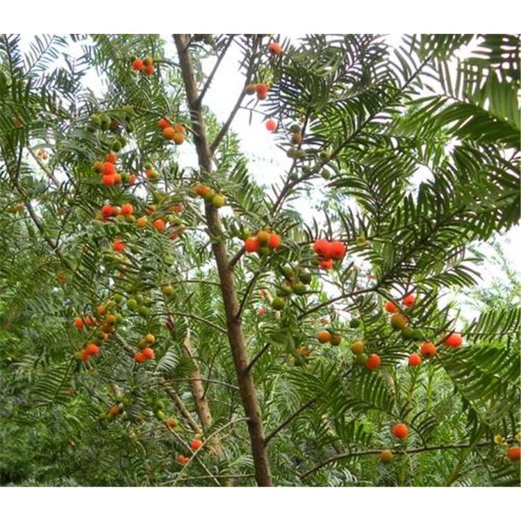 供应红豆杉苗价格 _红豆杉2年苗苗木基地价格