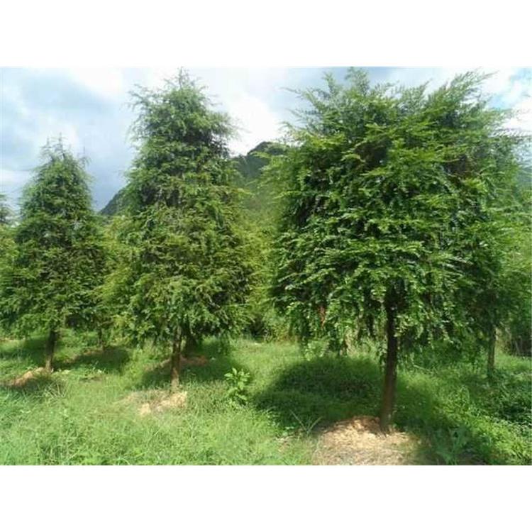 特价供应红豆杉苗苗圃种苗 _红豆杉小苗苗木栽培技术服务