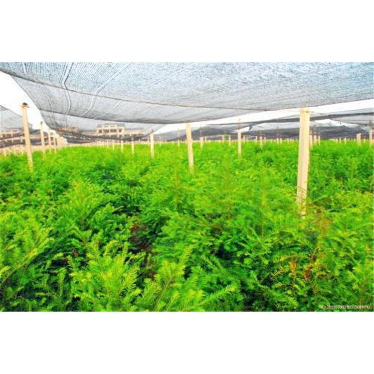 丛生苗木红豆杉苗苗木生产基地 _红豆杉1年苗苗木报价