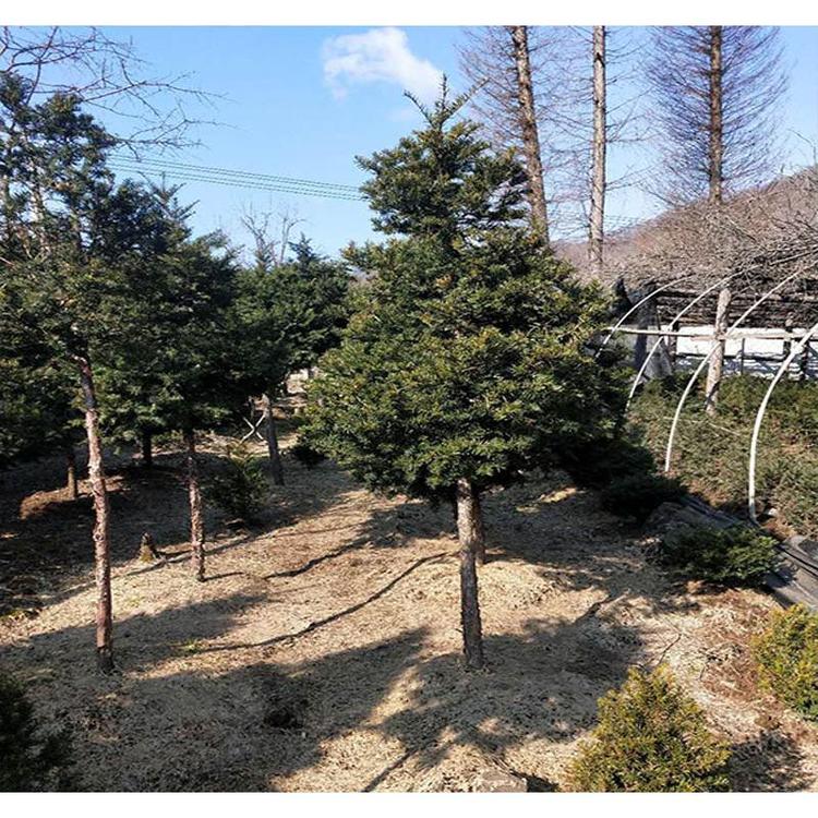 基地供应红豆杉苗苗木基地报价 _红豆杉种子产地