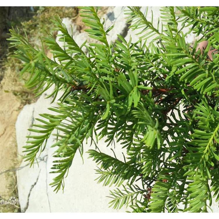 供应红豆杉苗苗木报价 _红豆杉种苗生产基地