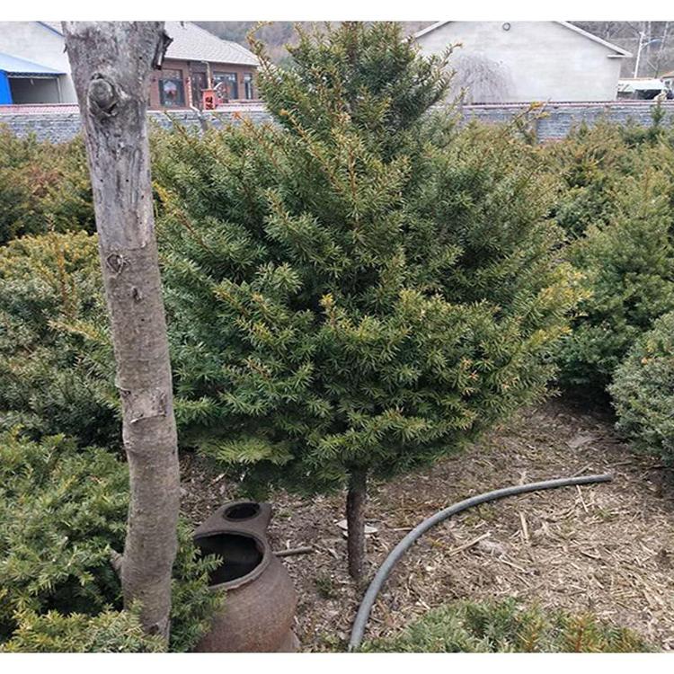 特价易存活红豆杉苗生产基地 _红豆杉3年小苗苗木栽培技术服务