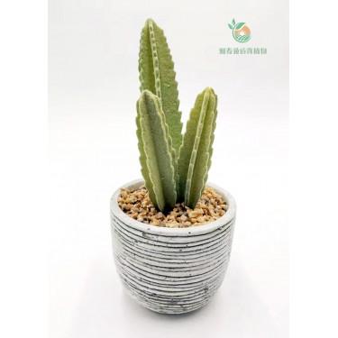 东莞仿真绿色植物工厂 定制仿真仙人柱 ,PU手感的多肉植物欢迎定制