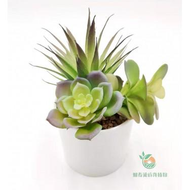 东莞仿真观音莲精美多肉盆栽植物组合 雅春苑工厂批发定制