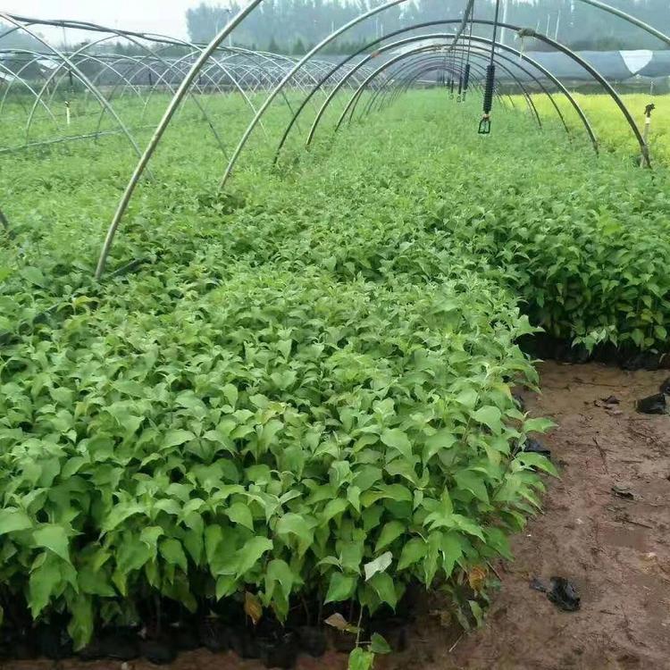 工程苗红瑞木批发 青州红瑞木价格 红瑞木基地