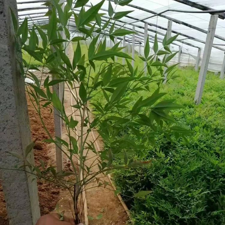南天竹价格 山东批发南天竹 盆栽南天竹