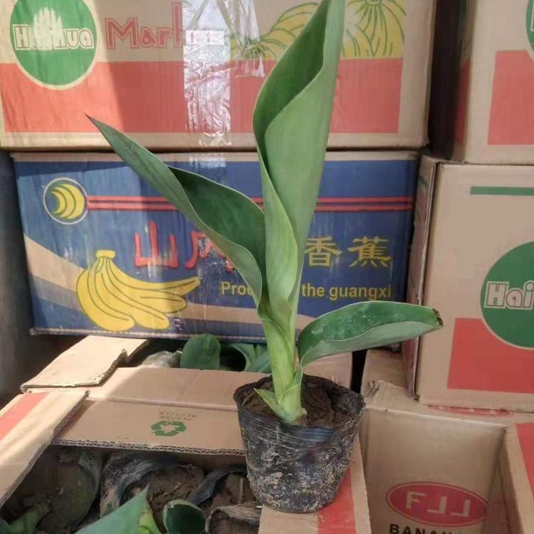美人蕉    美人蕉批发基地