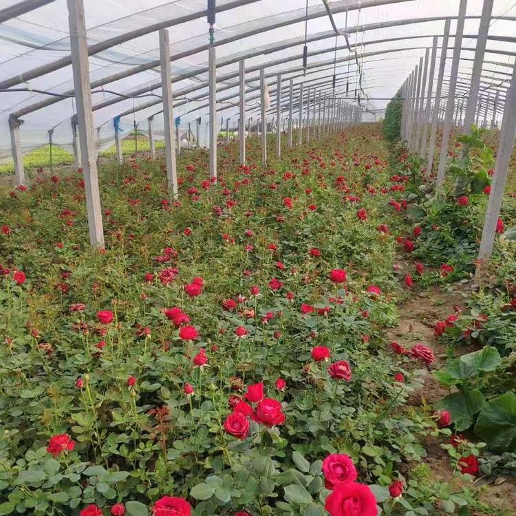 大花月季  大花月季供应商  大花月季批发商