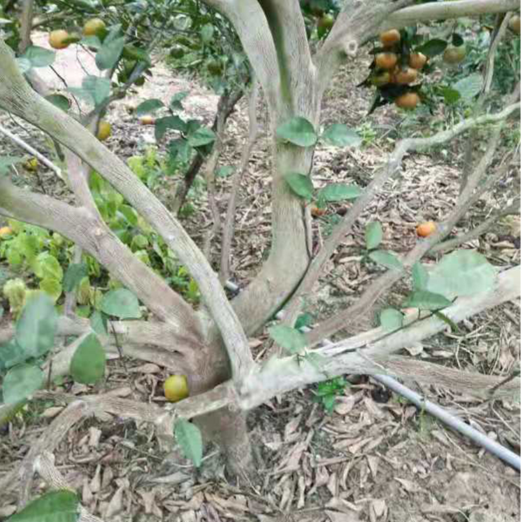 驱虫肥姜蛆严重怎么治厂家直销