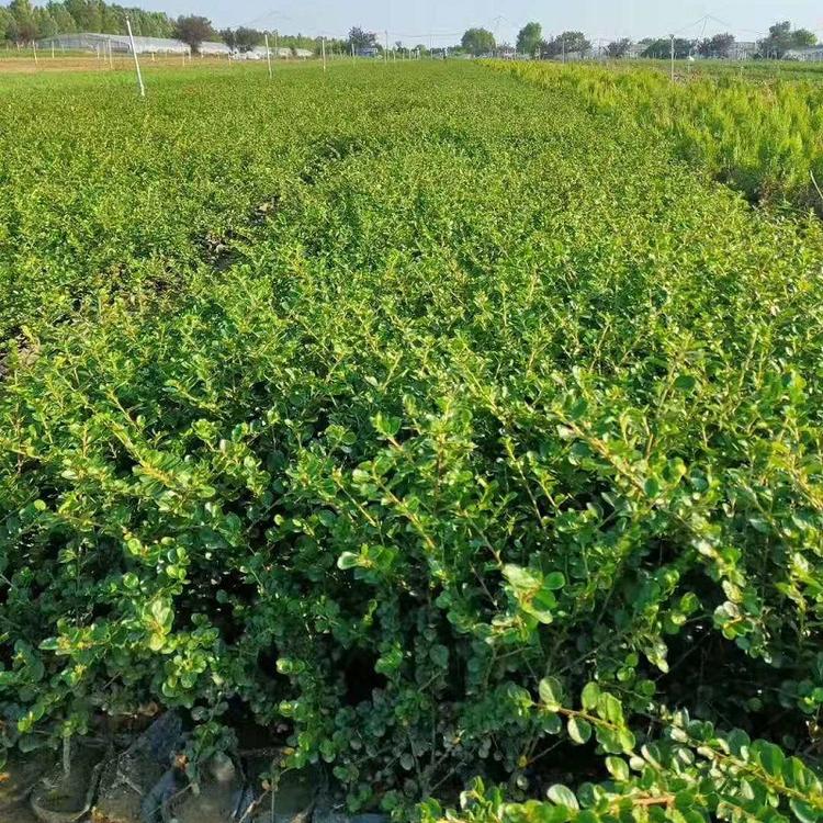平枝栒子价格 山东平枝栒子批发 平枝栒子种植基地
