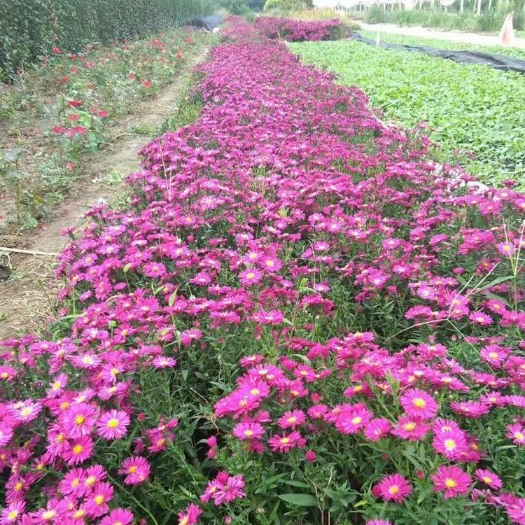 批发荷兰菊 山东荷兰菊价格 花卉基地供应商