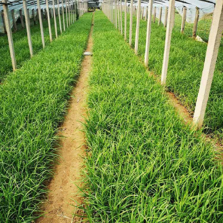 崂峪苔草价格  崂峪苔草批发山东  崂峪苔草基地