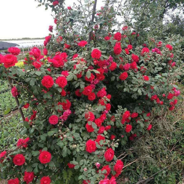 大花蔷薇价格 山东爬藤月季批发 大花蔷薇基地