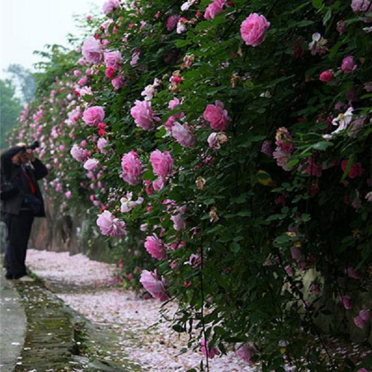 三季蔷薇批发 小花蔷薇价格 大花蔷薇批发供应
