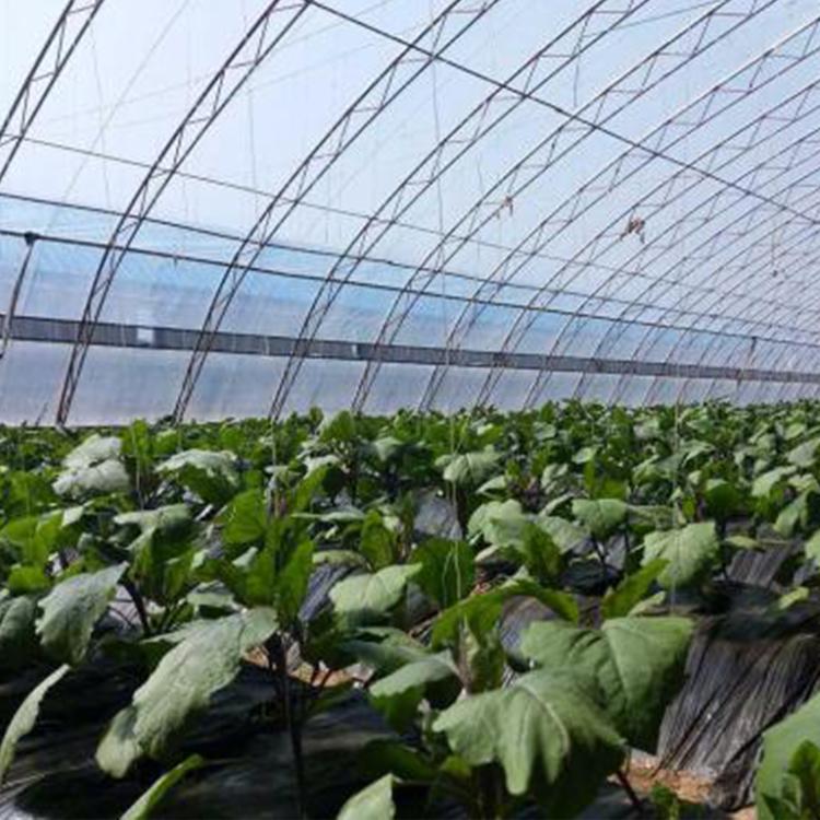使用黑色地膜 透明地膜 银灰地膜可使大棚蔬菜保持恒温 不怕严寒酷热