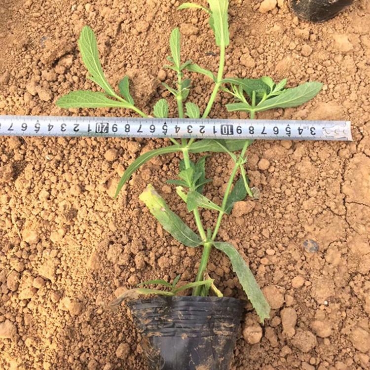 柳叶马鞭草 基地直销 马鞭草种苗 马鞭草价格 马鞭草批发