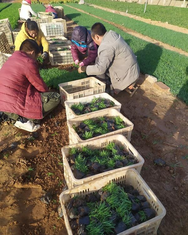 地被石竹   地被石竹小苗基地自产自销