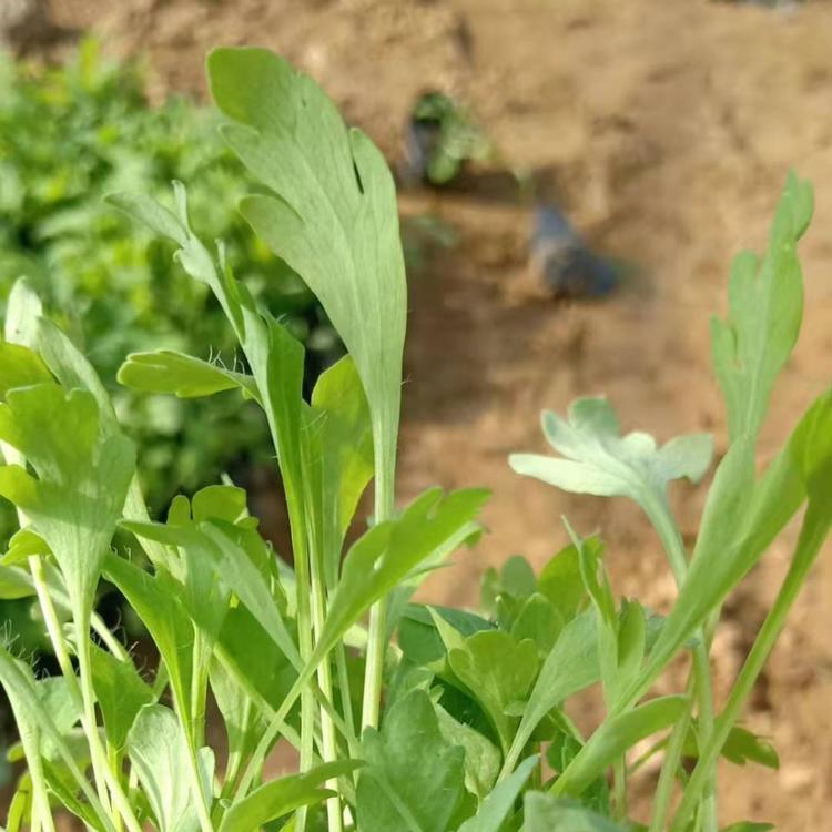 大滨菊   大滨菊小苗自产自销