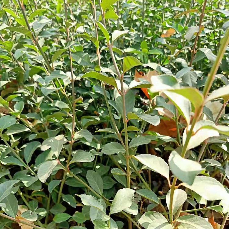 大叶扶芳藤价格 山东大叶扶芳藤批发 扶芳藤
