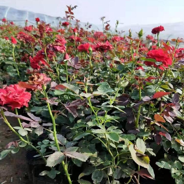 月季玫瑰价格 山东月季玫瑰批发 玫瑰花海