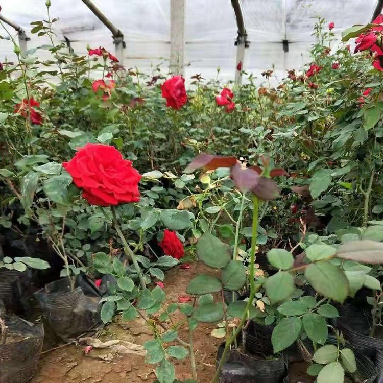 月季玫瑰基地 山东月季玫瑰批发 玫瑰供应商