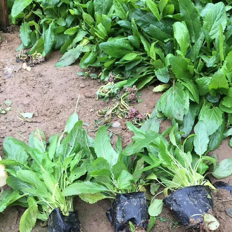 鼠尾草价格 鼠尾草批发 山东鼠尾草基地