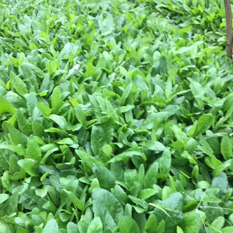 地被鼠尾草价格 鼠尾草批发 山东地被鼠尾草花海