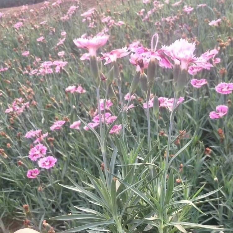山东彩虹石竹批发 彩虹石竹价格 彩虹石竹花海基地