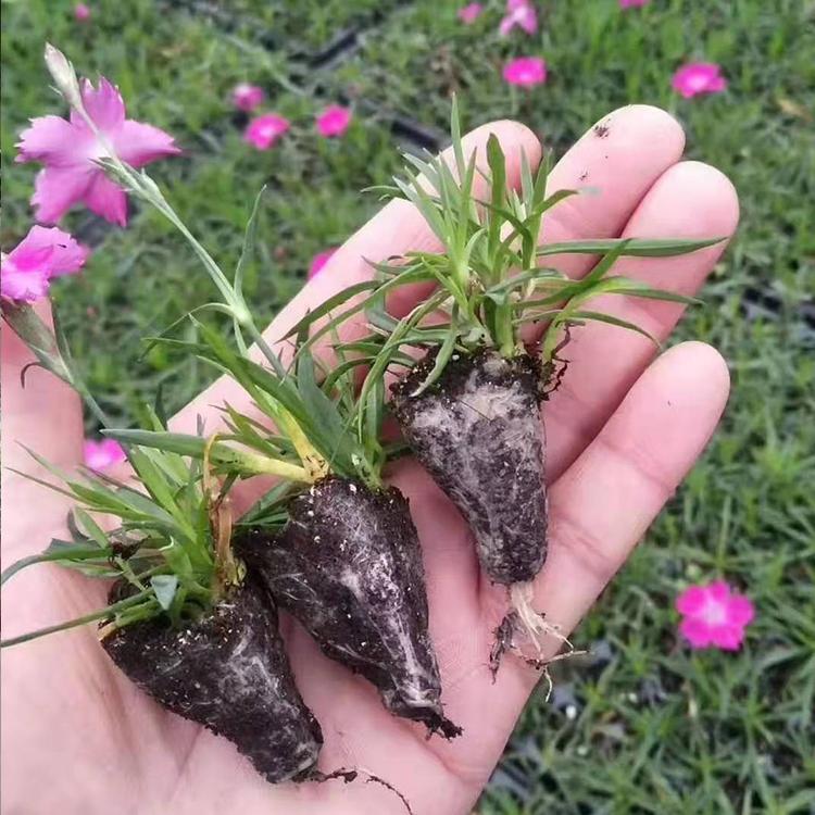 欧石竹花海  种植基地  森木 花苗供应