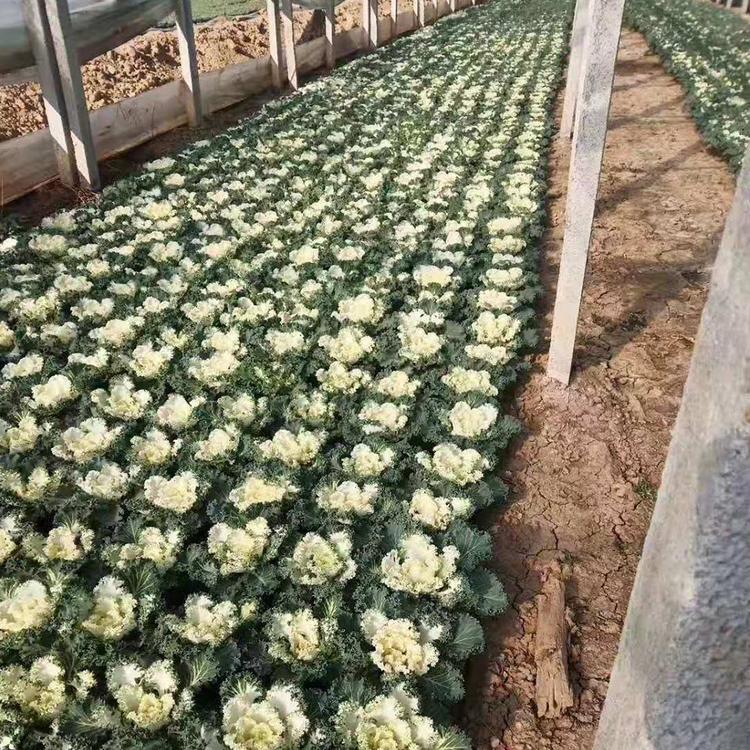 羽衣甘蓝供应 羽衣甘蓝苗 羽衣甘蓝种植 森木 供应商