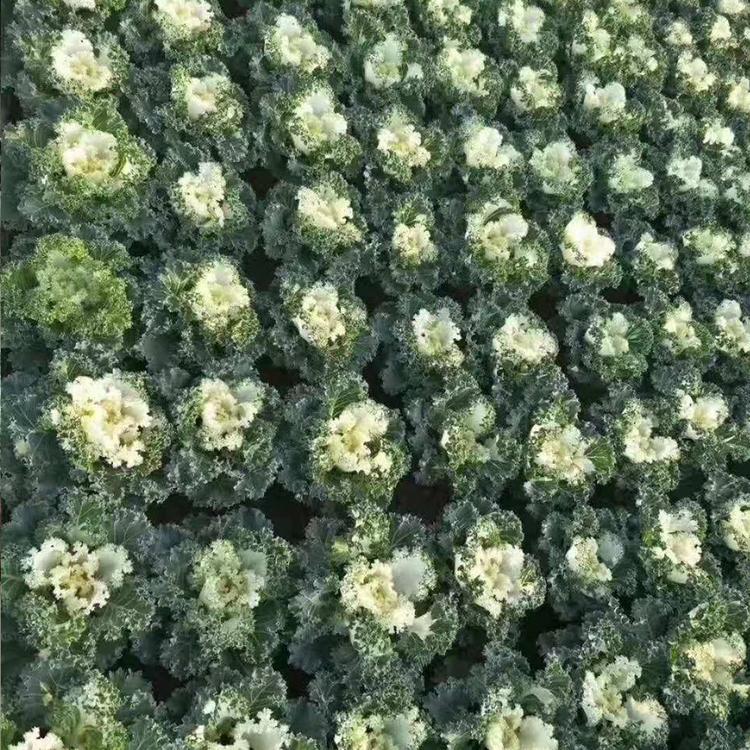 羽衣甘蓝观赏性 羽衣甘蓝供应商  观叶花卉 大量批发