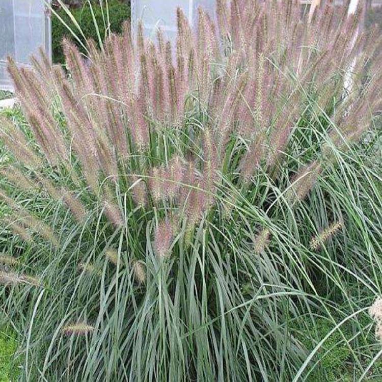 狼尾草培育基地  狼尾草批发商