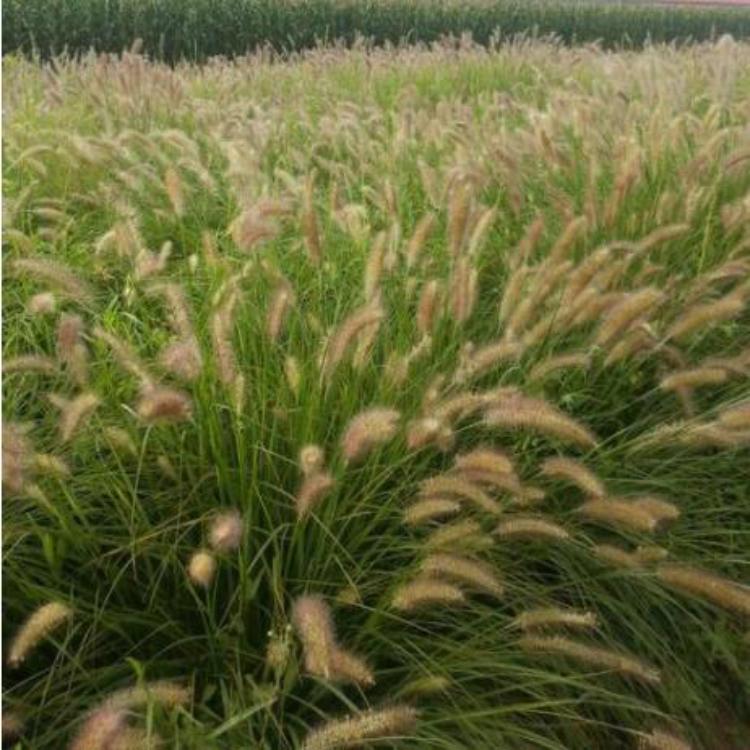 【好眼光】地邦-狼尾草种植基地-狼尾草价格