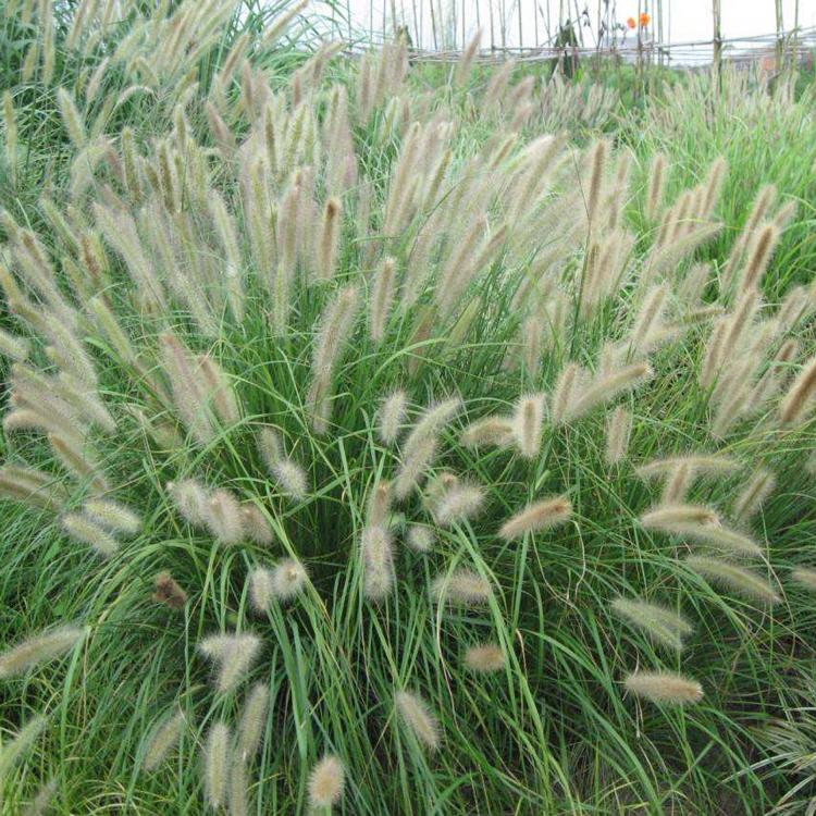 地邦-狼尾草培育基地