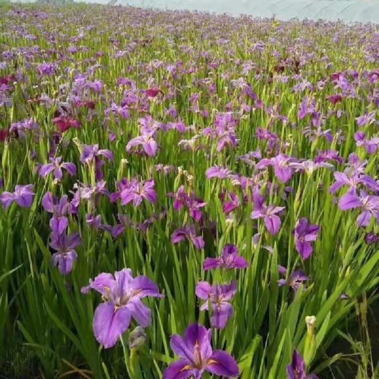 德国鸢尾价格 山东德国鸢尾种植销售 德国鸢尾批发