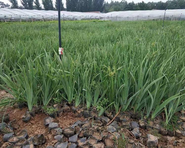 西伯利亚鸢尾价格 德国鸢尾种植基地 德国鸢尾经销批发