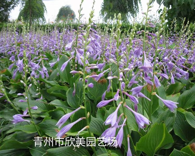 紫花玉簪  紫花玉簪价格 紫花玉簪批发  紫花玉簪基地